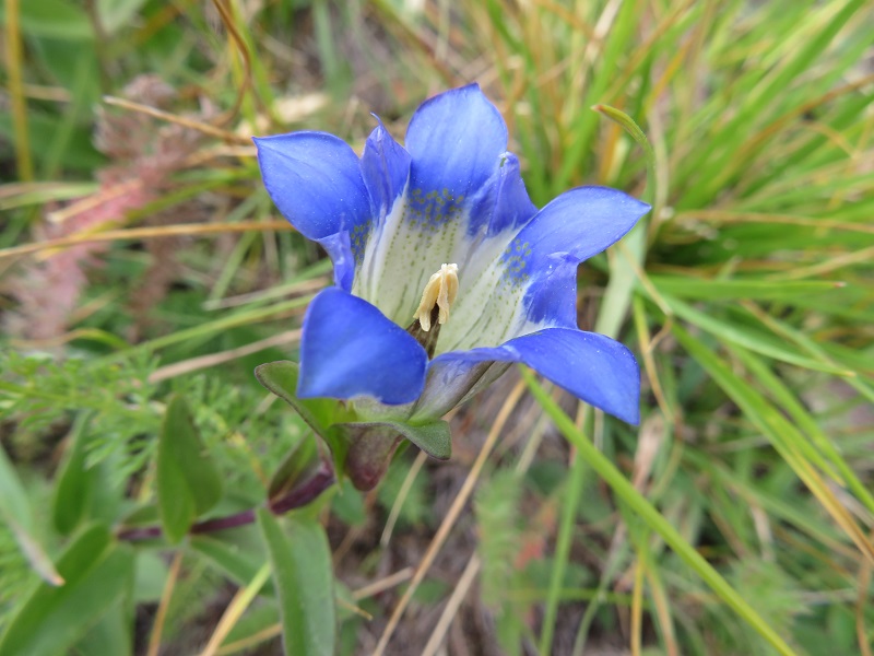 Parry's Gentian (1).JPG