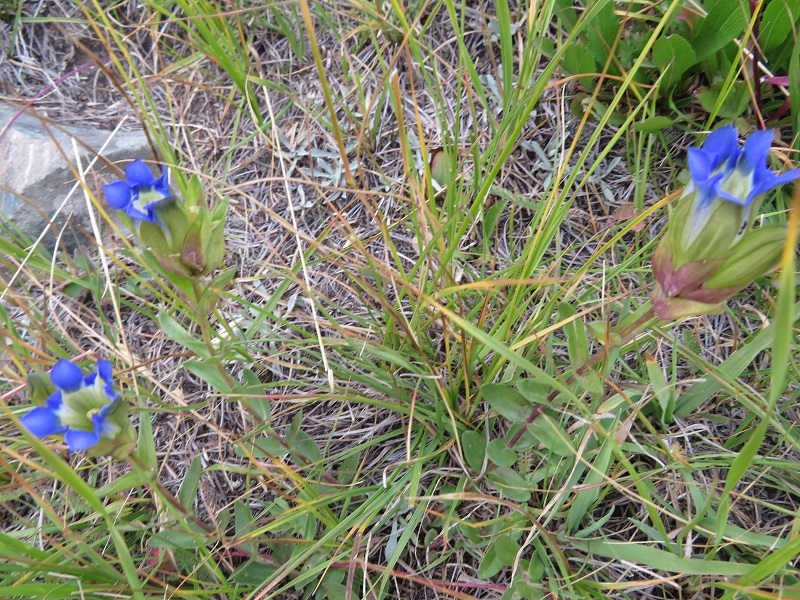 Parry's Gentian (6).JPG