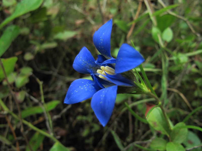 Pine Barren Gentian (2).jpg