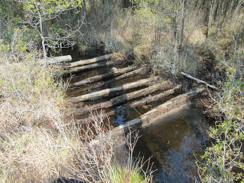 Pinelands-Shreve Br. Apr 2011 046.jpg