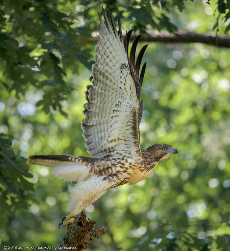 red_tailed_1-1.jpg