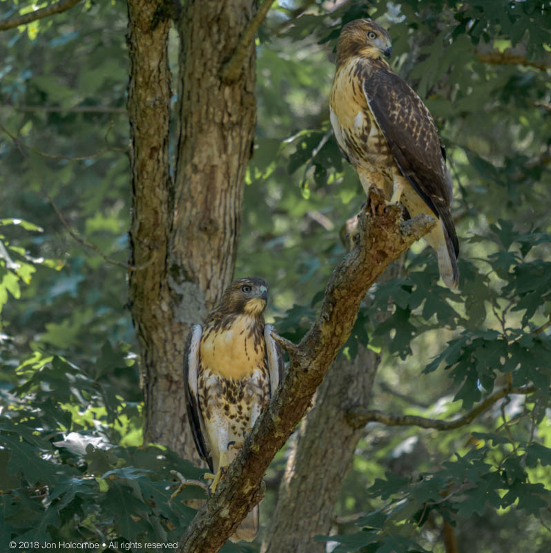 red_tailed_3-1.jpg