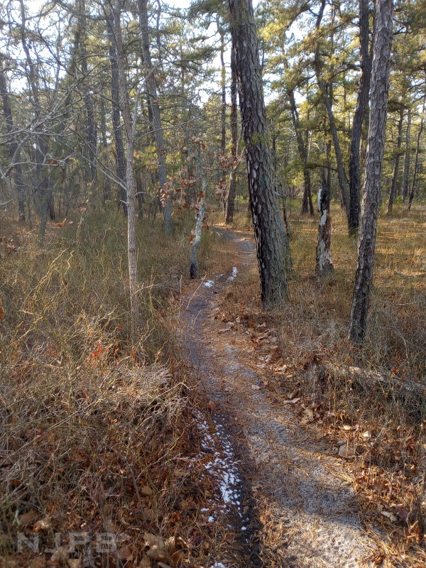 Riding track in woods.jpg