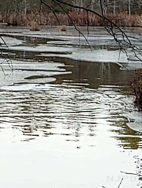 Ripples from beaver_Tom's Pond trail.jpg