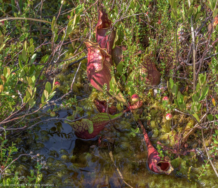 Sarracenia purpurea_aug13.jpg
