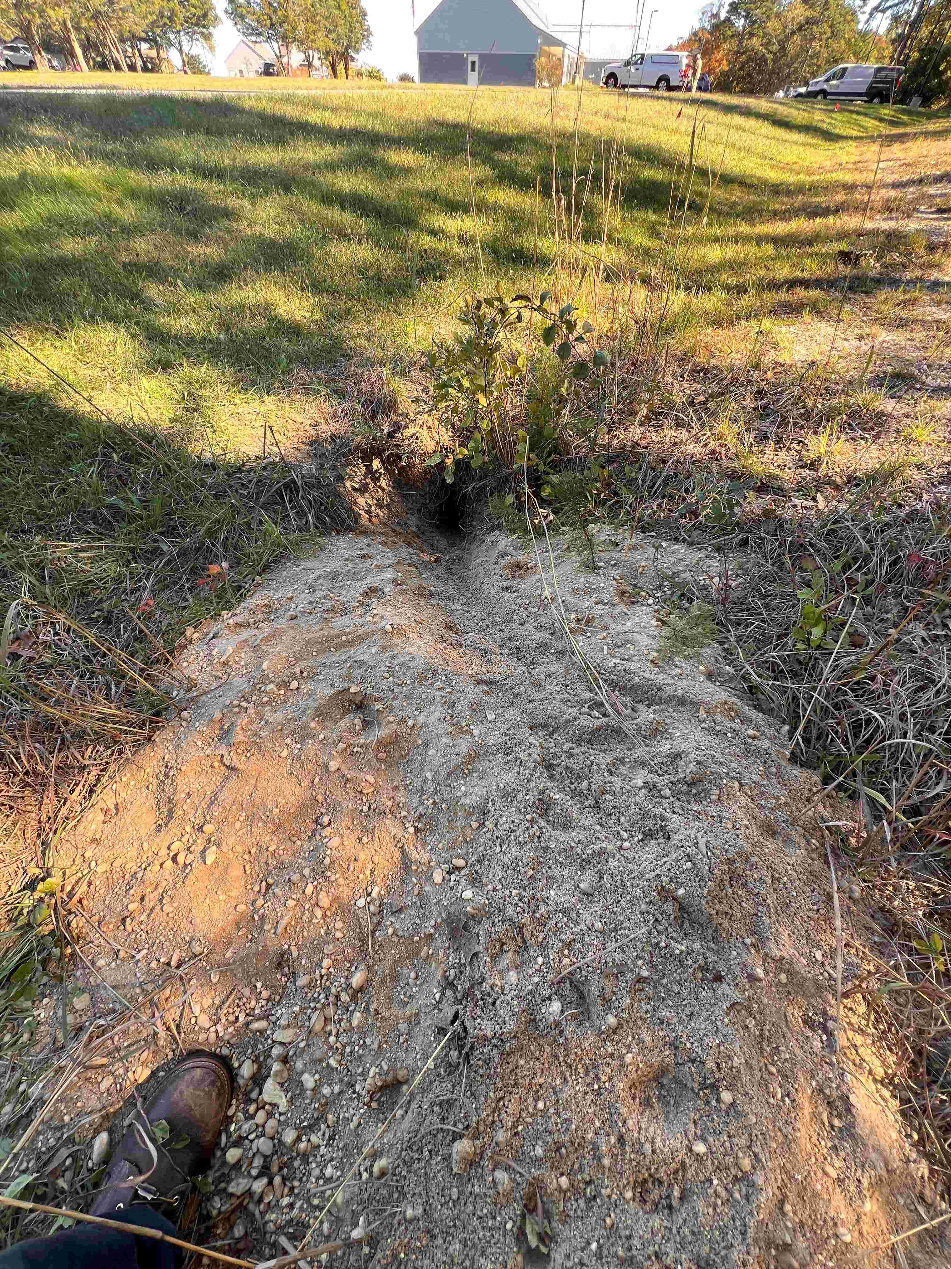 small fox IMG_1243.JPG