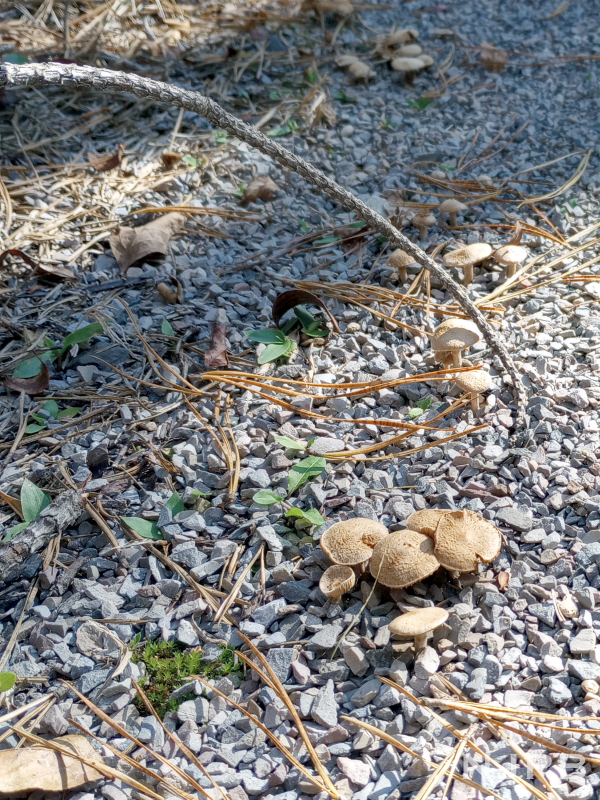 Small mushrooms along trail.png