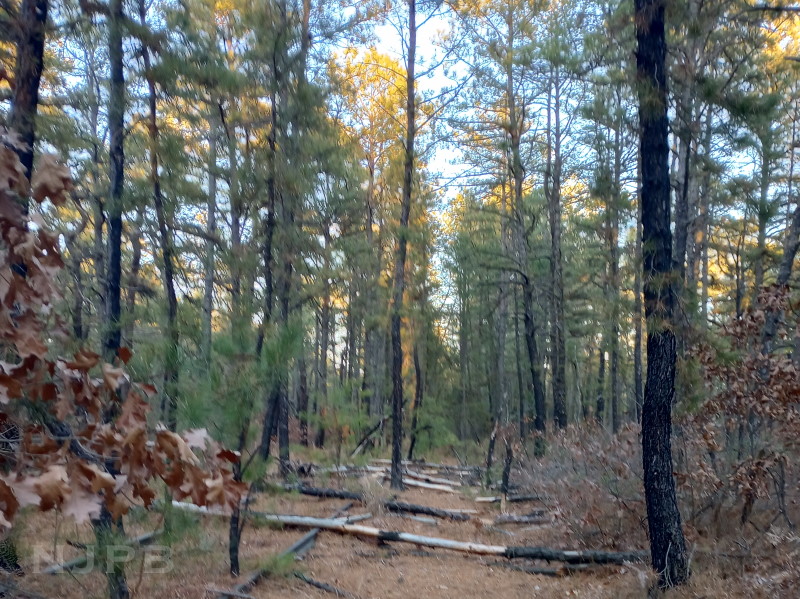 Small trees down across track.jpg