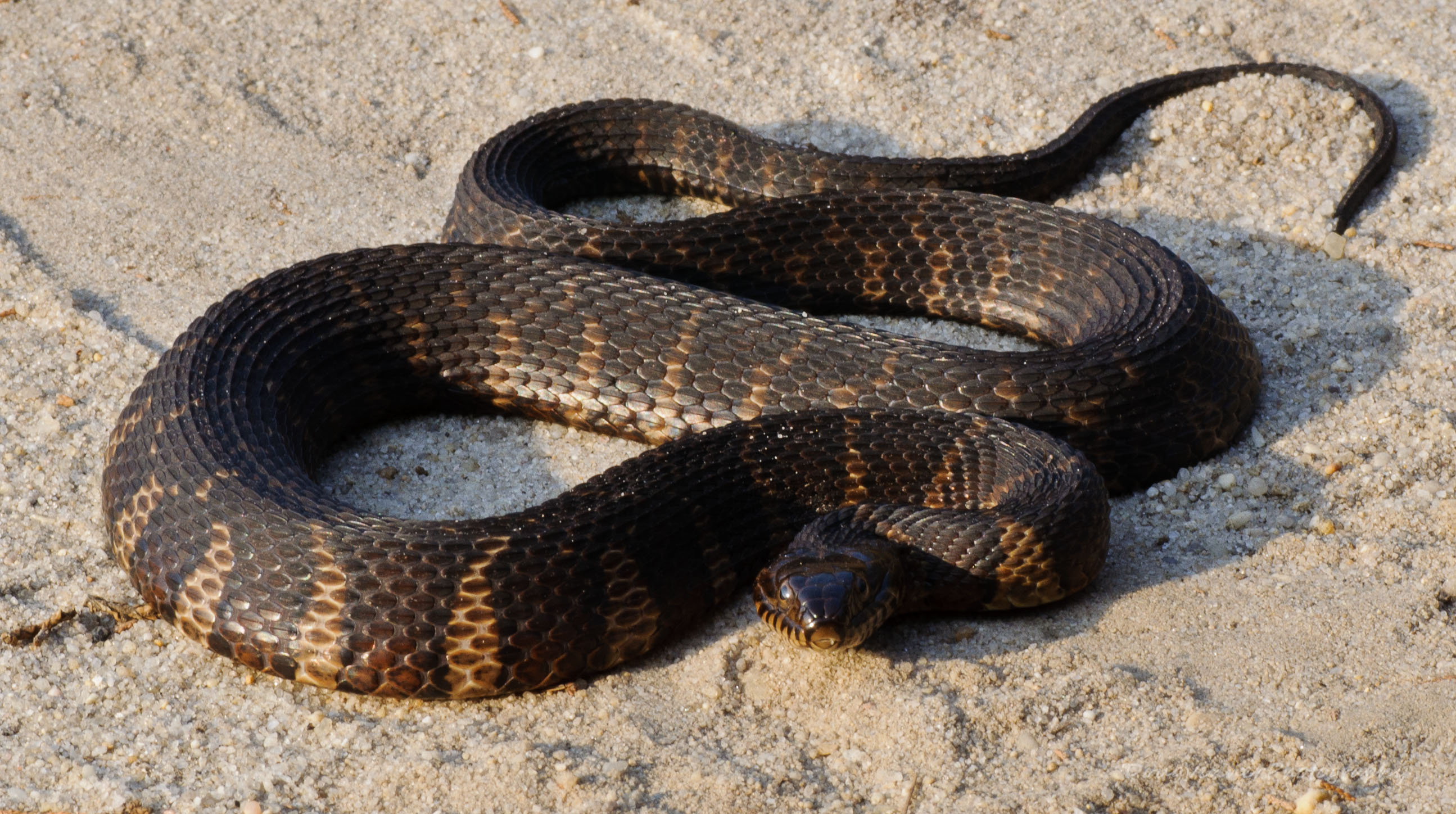 Nj Water Moccasin 120