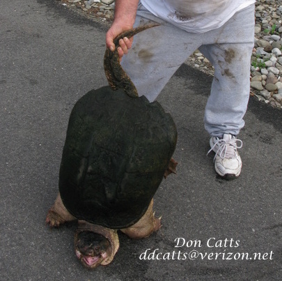 Snapper turtle 005.JPG