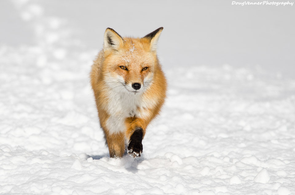 snowfox2.jpg