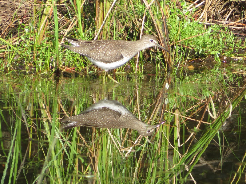 Solitary Sandpiper (6).JPG