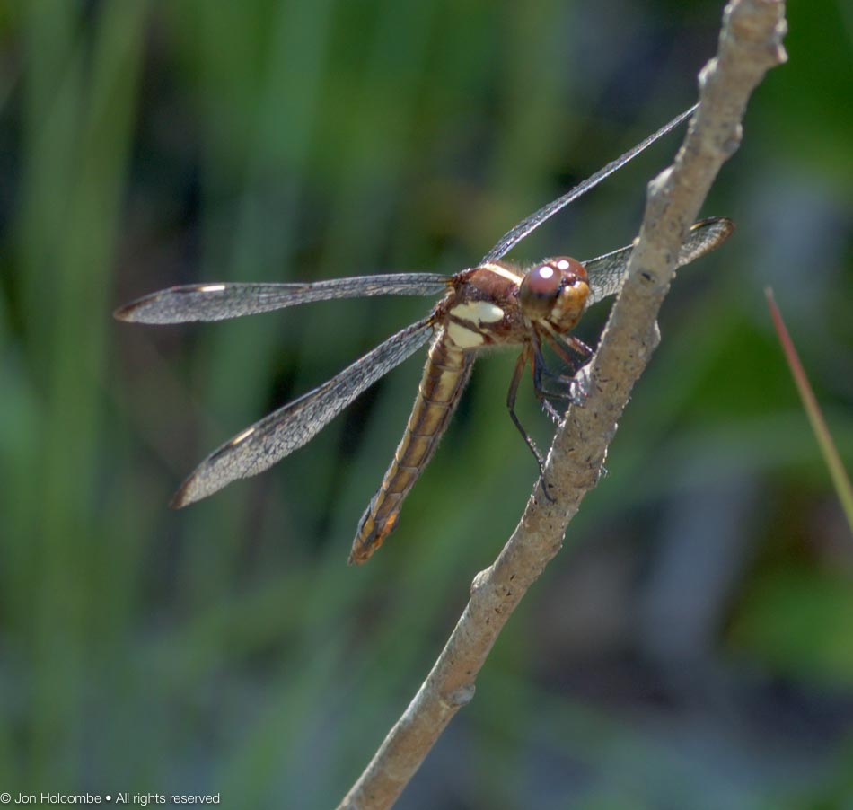 south_river_dragonfly (3 of 1).jpg