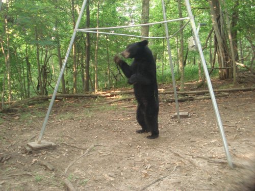 Standing-Black-Bear.jpg