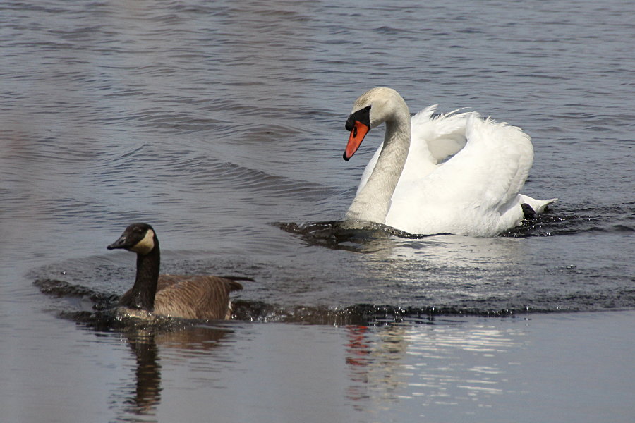 swan-vs-goose.jpg