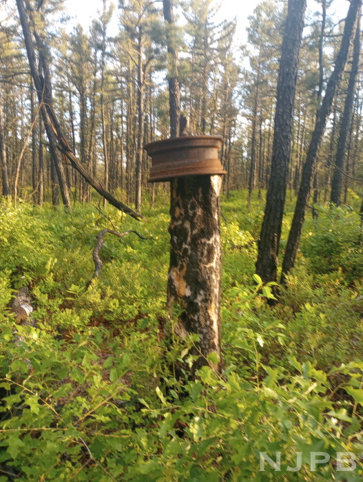 Tire rim on top of tree trunk stub.jpg