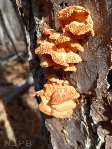 Tree fungi_Tom's Pond trail.jpg