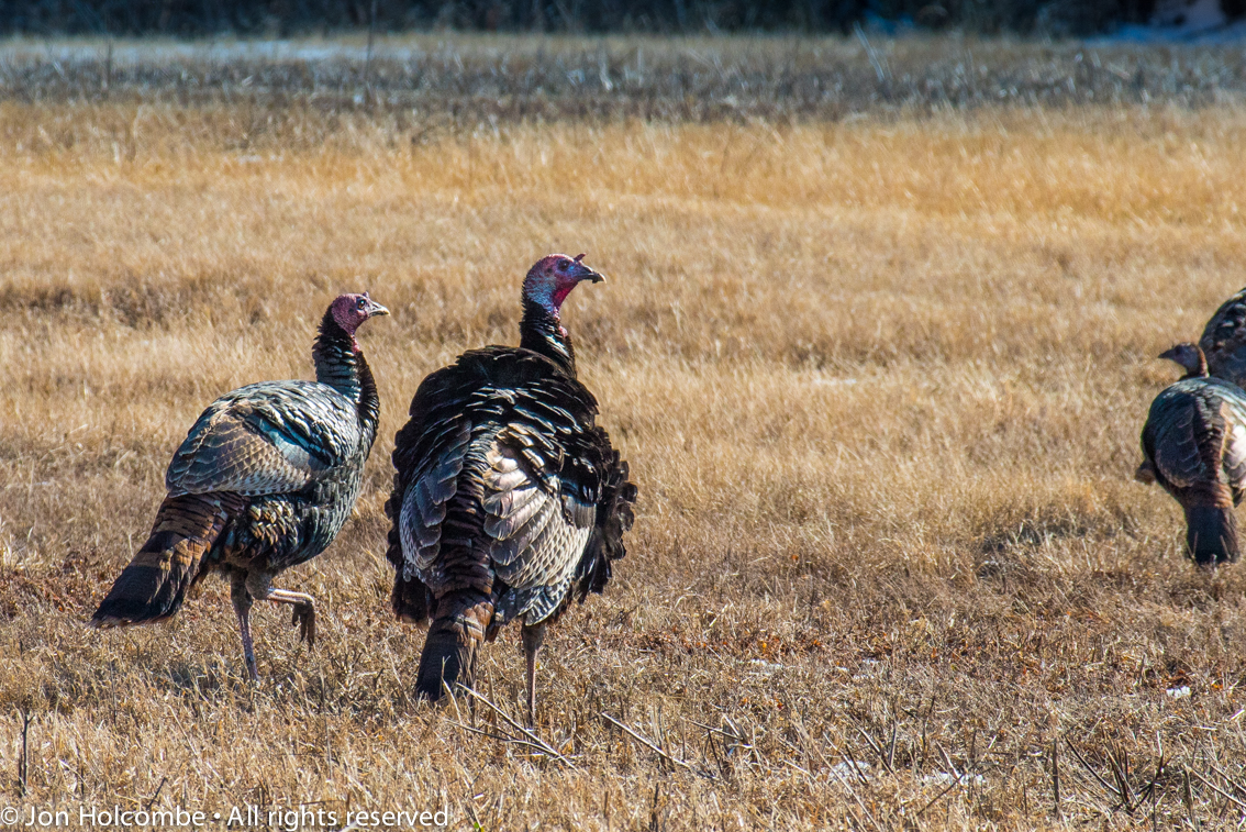 turkey_flock_maurice_river-1.jpg