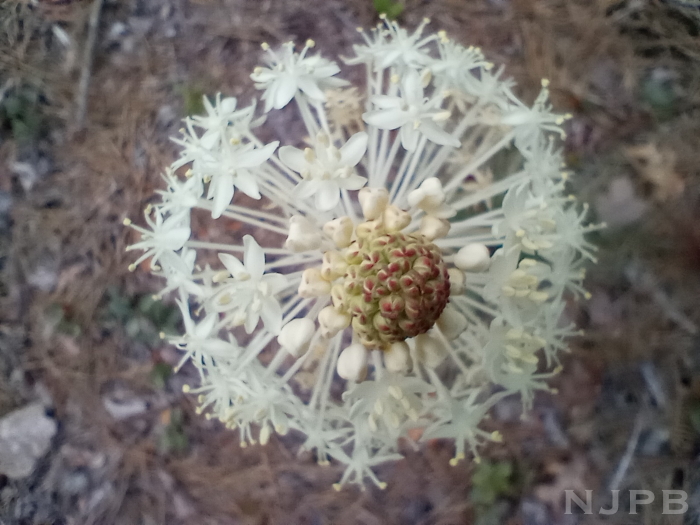 Turkeybeard.jpg