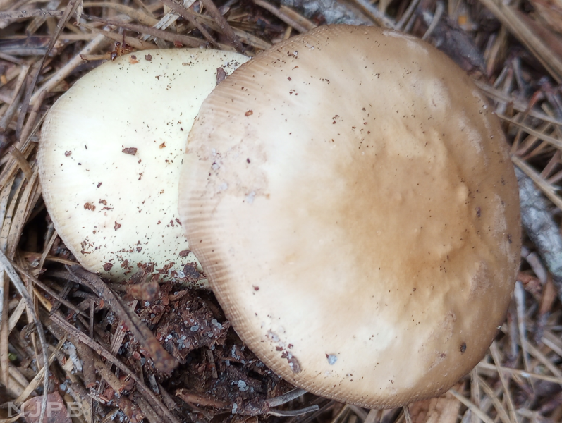 White mushroom under brown mushroom_smaller.png