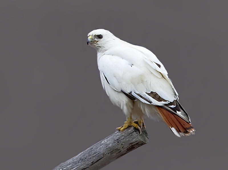 white-redtail-hawk-04121tomsayer.jpg