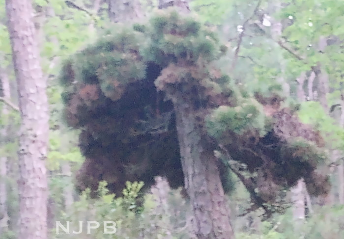 Witch's broom with face if you squint.jpg
