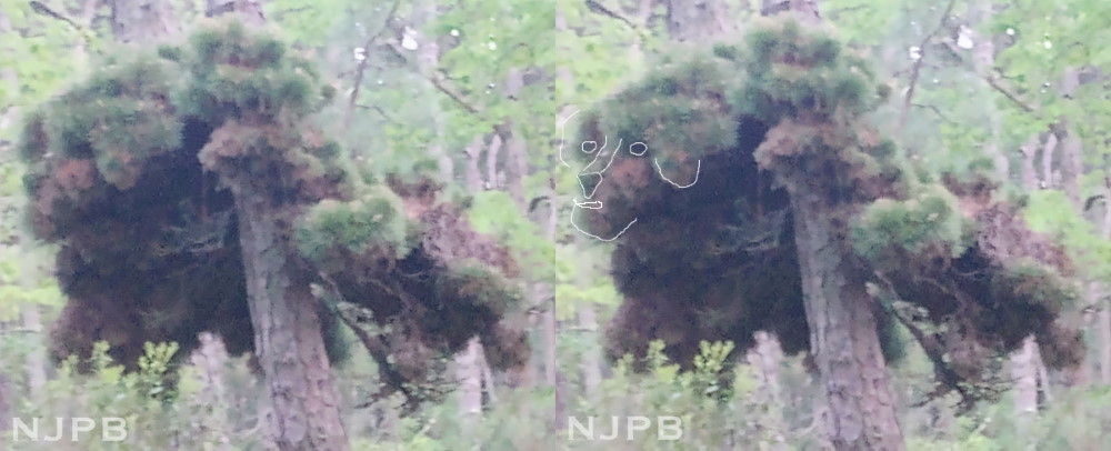 Witch's broom_pareidolia.jpg