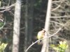 Cedar Waxwing2small.jpg