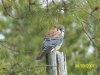 American Kestrel small.jpg