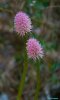 Swamp Pinks-780.jpg