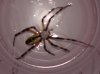 Spider 2.jpg