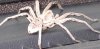 spider.jpg