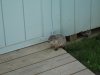 groundhog 018.jpg
