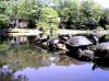 turtles4.jpg