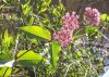 red milkweed 1.jpg