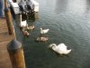 swan 5 09.JPG