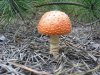 Fly Agarcic.JPG