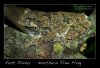 northern tree frog medici 508 copy.jpg