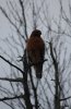 Red Shoulder Hawk close up Makepeace Lake.jpg
