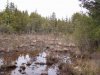 swamp2.JPG