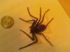 Bigggg Spider.jpg