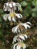 Slender Rattlesnakeroot (Prenanthes autumnalis) 2.JPG
