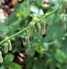 Slender Rattlesnakeroot (Prenanthes autumnalis) bracts 1.JPG