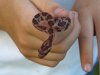 cary-corn-snake-050606.jpg