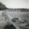 Cranberry bog in Pine Barrens 2.jpg