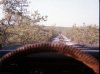 Driving through the NJPB in my '75 Subaru, May 1975.jpg