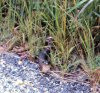 NJ Pine Barrens, 22Sep1971,snake by Simm Place.jpg