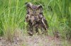 Great Horned Owl.jpg