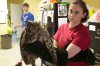 Owl at Woodford Cedar Run rehab.jpg