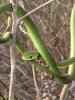 GreenSnake1.JPG